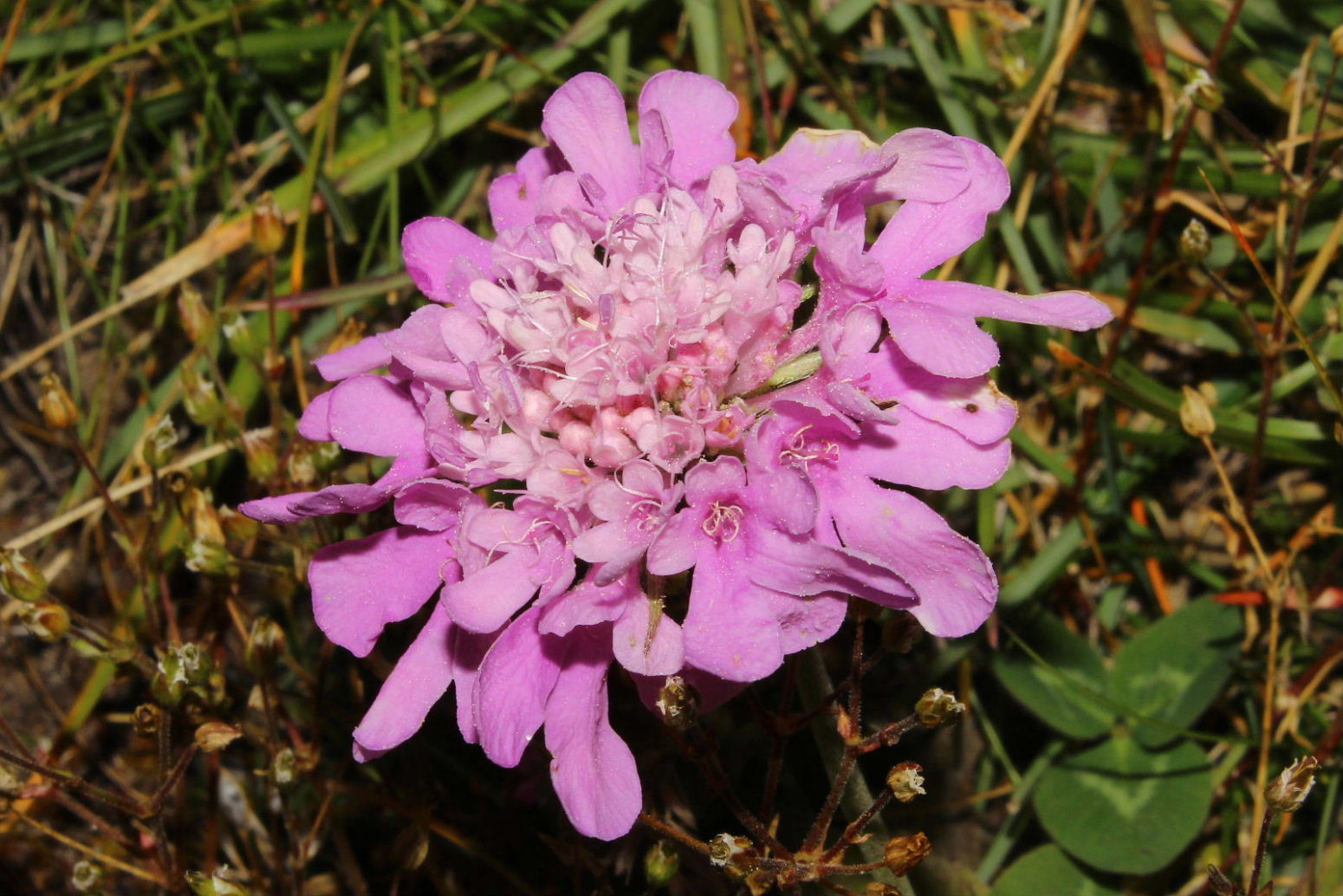 Scabiosa cfr. pyrenaica